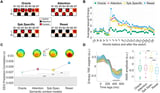 Competing speech streams are simultaneously represented in the human cortex during attention switching