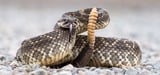 ‘Super-Rattlesnakes’ Are Found In This Remote Part Of California—A Biologist Explains Why