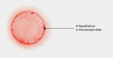 This Cell Feeds, Grows and Reproduces. And It’s Manmade.