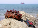 How sea cucumbers could help slow the spread of cancer