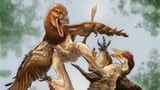 Fossil reveals bizarre gliding creature that hunted birds 120 million years ago