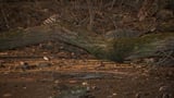 Tree lands on car, kills woman amid dangerous winds in Philadelphia