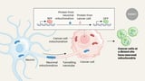 Neuronal transfer of mitochondria to tumour cells promotes cancer spread