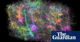 US scientists create most comprehensive circuit diagram of mammalian brain