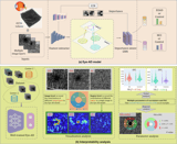 Early detection of dementia through retinal imaging and trustworthy AI