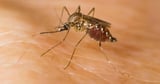 Two species of disease-carrying mosquitoes found in the UK