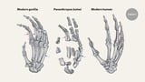 First known fossil hand of the hominin Paranthropus boisei
