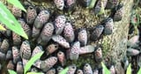 New nationwide bill introduced to decrease spread of spotted lanternflies