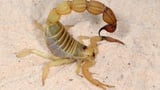 Metal-reinforced scorpions evolved to kill
