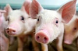 Landmark day as Fair Dealing Obligations (Pigs) regulations come into full force