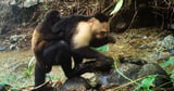 Caught on camera, capuchin monkeys kidnap howler monkey babies