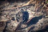 Trapped, then bred in captivity, Florida’s grasshopper sparrow is coming back