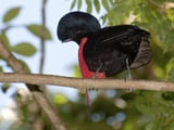 500 bird species face extinction within the next century, researchers warn