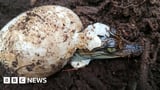 Near-extinct Siamese crocs make comeback in Cambodia