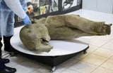 Young mammoth remains found nearly intact in Siberian permafrost