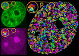 Scientists uncover how transcription drives motion within the genome