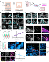 Edge curvature drives endoplasmic reticulum reorganization and dictates epithelial migration mode