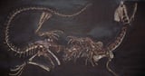Rare Fossil Found in China Reveals Two-Headed Creature That Lived Nearly 120 Million Years Ago - NewsBreak