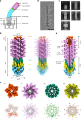 The structure of the complete extracellular bacterial flagellum reveals the mechanism of flagellin incorporation
