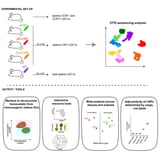 Scientists map dendritic cell reactions to mRNA vaccines