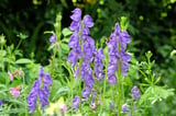 Deadly plants could inspire a new generation of natural medicines
