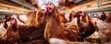 WHO Warns Growing Spread of Bird Flu to Humans Is 'Enormous Concern'