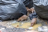 Philadelphia neighbors say rats are chewing cars, overrunning yards, and becoming a health hazard