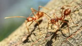 There Are 15,000 Ant Species on Earth. Blame the Asteroid That Killed the Dinosaurs