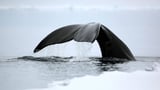 Century-old jazz players: Do bowhead whales hold secret to long life?