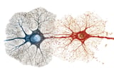 Progenitor Cell Aging Rates Dictate Brain Layer Proportions