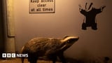 Banksy fan badger wins hearts in wildlife photo competition