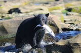 AWS catches Russia's Cozy Bear clawing at Microsoft credentials