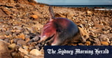 As South Australia’s toxic bloom lingers, politicians ramp up response
