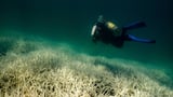 Australia’s Great Barrier Reef hit by fifth mass bleaching event in eight years