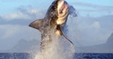 Surfboard lights might deter sharks — but don't bet your life on it - Los Angeles Times