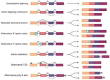 The Role of RNA Splicing in Liver Function and Disease: A Focus on Metabolic Dysfunction-Associated Steatotic Liver Disease