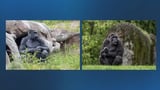 Boston and Pittsburgh are making a trade. These are the gorillas who will be swapped between cities