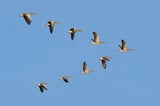 Climate change is shifting the seasons — and birds are paying the price
