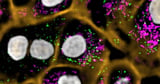 This Institute Is Unmatched in Life Science Imaging