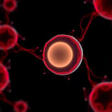 Stem Cell Model of Human Embryo Generates Yolk Sac Without Hypoblasts or
