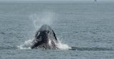 Humpback whales in New York waters face maritime risks