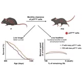 Live longer, die healthier: Mice model reveals cells that can improve cardiac and metabolic function
