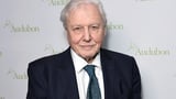 David Attenborough 'Profoundly Disturbed' by AI Replica of His Voice