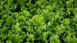 The Cyclospora Outbreak, By the Numbers
