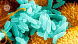 Microbe that infests hospitals can digest medical-grade plastic ― a first