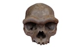 ‘Dragon Man’ skull belongs to mysterious human relative