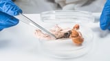 Scientists develop revolutionary 'living fiber' material that's so safe you can eat it: 'An optimized system' - NewsBreak