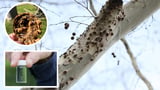 Kings Park steps restricted as borer devastation spreads