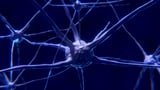 Increasing the level of the protein PI31 demonstrates neuroprotective effects in mice