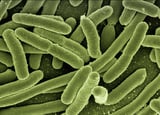 Engineered antibiotic D22 shows promise against drug-resistant bacteria